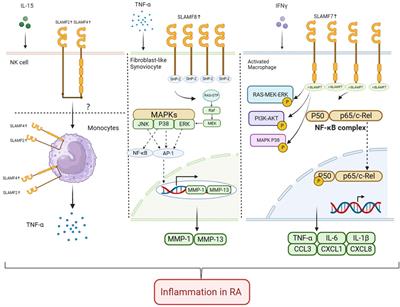 Role of signaling lymphocytic activation molecule family of receptors in the pathogenesis of rheumatoid arthritis: insights and application